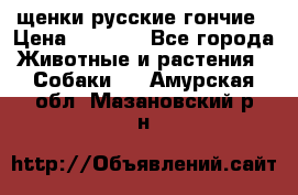 щенки русские гончие › Цена ­ 4 000 - Все города Животные и растения » Собаки   . Амурская обл.,Мазановский р-н